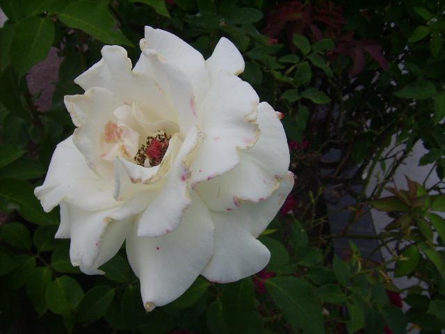 Bunga Ros